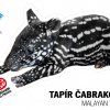 Samolepka s jedním z nejatraktivnějších mláďat narozených do jarní karantény – samečkem tapíra čabrakového Morsem. Foto Miroslav Bobek 