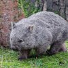Sameček vombata obecného Cooper v Erlebnis-Zoo Hannover v den svého odjezdu. Foto Miroslav Bobek