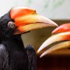 Foto: Miroslav Bobek, Zoo Praha