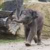 Roční Maxmilián je plný energie a stále v dobré náladě. Foto Václav Šilha, Zoo Praha.
