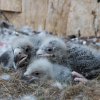 V Zoo Praha se daří odchovávat na hnízdě pod rodiči tři mláďata orla východního. Foto Václav Šilha, Zoo Praha.