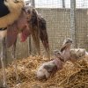 Marabuové afričtí Vilda s Emou se o svá vzácná mláďata řádně starají. Foto: Václav Šilha, Zoo Praha
