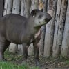Ve výběhu v dolní části Zoo Praha se od čtvrtka zabydluje nová, geneticky cenná samice tapíra jihoamerického – Taluen. Oba rodiče její matky pocházejí z přírody. Foto: Václav Šilha, Zoo Praha.