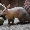 Samec hrabáče kapského Draco dostane jako překvapení k desátým narozeninám speciální dárek. (Na snímku s vánočním míčem.) Foto: Václav Šilha, Zoo Praha
