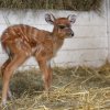 Jedním z prvních letošních přírůstků v Zoo Praha je toto mládě sitatungy západoafrické, jedné z nejbarevnějších antilop. Foto: Václav Šilha, Zoo Praha.
