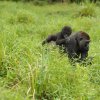 Za posledních dvacet až pětadvacet let se stavy goril nížinných snížily o 60 procent a na Červeném seznamu IUCN jsou vedeny jako kriticky ohrožené. Foto: Khalil Baalbaki