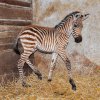 Zoo Praha přivítala další mládě zebry Böhmovy. Matkou malé samičky je klisna Dalmácie a otcem hřebec Henry. Foto: Roman Vodička, Zoo Praha.
