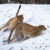 Ani sníh nezabrání našim gepardům předvádět návštěvníkům, jak zdatnými běžci jsou. Foto: Petr Hamerník, Zoo Praha