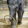 Slon indický Rudi se s pomlázkou náležitě vydováděl. Foto: Petr Hamerník, Zoo Praha