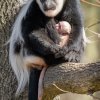 Dnes ráno se oblíbené gueréze pláštíkové, zasloužilé matce Lucii, narodilo v pořadí již deváté mládě. Foto: Petr Hamerník, Zoo Praha