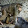 V Zoo Praha se narodilo další mládě makaka vepřího. Celou skupinu těchto primátů, mohou návštěvníci pozorovat v pavilonu Indonéská džungle. Foto: Petr Hamerník, Zoo Praha.