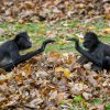 Podzim je ideálním obdobím pro návštěvu Zoo Praha. Velmi zajímavou podívanou nabízejí například tzv. opičí ostrovy. Foto: Petr Hamerník, Zoo Praha.