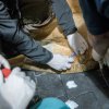 První fází celé procedury bylo uspání lva Jamvana a odběr čerstvého spermatu. Foto: Petr Hamerník, Zoo Praha.
