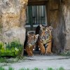 Mláďata tygrů malajských poprvé vyhlížejí, jak to vypadá venku. Foto: Petr Hamerník, Zoo Praha