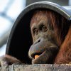 Orangutan sumaterský je považován za škůdce palem olejných a na plantážích je intenzivně pronásledován a zabíjen. Foto: Petr Hamerník, Zoo Praha