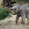 Největší radost ze smrkových větví měl sameček slona indického Max.  Foto: Petr Hamerník, Zoo Praha.