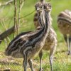 Mláďata emu hnědého. Foto: Petr Hamerník, Zoo Praha.