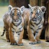 Samička Wanita (vlevo) je oproti bratrovi Bulanovi stále trochu drobnější, prospívá však velmi dobře.  Foto: Petr Hamerník, Zoo Praha.