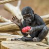 Víkend v zoo: Běh pro Zoo Praha i gorilí oslava