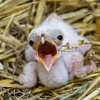 Mládě hadilova se v Zoo Praha vylíhlo po 31 letech. Foto: Petr Hamerník, Zoo Praha