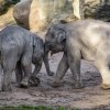 Sloni indičtí Max a Rudi stále působí jako roztomilí rošťáci, ale už začínají vzbuzovat respekt. Foto: Petr Hamerník, Zoo Praha