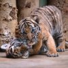 V pražské zoo byla dnes pokřtěna mláďata tygra malajského. Dostala jména Bulan a Wanita. Foto: Petr Hamerník, Zoo Praha.