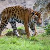 Samec tygra sumaterského Falco. Foto: Petr Hamerník, Zoo Praha.