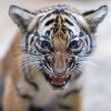 Letošní Světový den divoké přírody bude zaměřený na velké kočkovité šelmy. Zoo Praha naposledy úspěšně rozmnožila kriticky ohrožené tygry malajské. Foto: Petr Hamerník, Zoo Praha