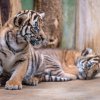 V neděli proběhne v Zoo Praha křest dvou mláďat vzácného tygra malajského. Foto: Petr Hamerník, Zoo Praha