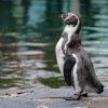 Komentované krmení tučňáků Humboldtových proběhne v pátek od 11.00. Foto: Petr Hamerník, Zoo Praha