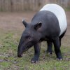 Koncem února Zoo Praha opustí dvouletý samec tapíra čabrakového Budak Puntja, zvaný jednoduše Punťa. Foto: Petr Hamerník, Zoo Praha