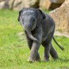 Starší sloní samička Lakuna se narodila letos 27. března a v průměru přibývá okolo 1,6 kg denně. Foto: Petr Hamerník, Zoo Praha.