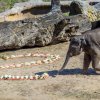 Oslavenec Max jako první naběhl na narozeninovou nadílku vyskládanou z mrkví, zelí, kapusty, jablek a hrušek. Foto: Petr Hamerník, Zoo Praha