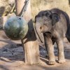 Slon indický Max je vůbec první slůnětem, které v pražské zoo nejen přišlo na svět, ale také zde bylo počato. Foto: Petr Hamerník, Zoo Praha