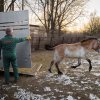 Do Zoo Praha dnes ráno přicestovaly dvě klisny koně Převalského z Finska. Foto: Petr Hamerník, Zoo Praha