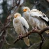 Zoo Praha vyslala do Bulharska chovný pár supa mrchožravého, nejvzácnějšího evropského supa. Foto: Petr Hamerník, Zoo Praha.