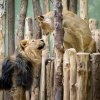 Druhé spojení lvů indických Sohana a Suchi už probíhalo bez problémů. Foto: Petr Hamerník, Zoo Praha