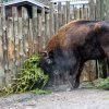 Neprodané vánoční stromečky udělaly v Zoo Praha radost i zubrům. Foto: Petr Hamerník, Zoo Praha.