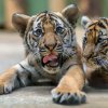 Mláďatům tygra malajského v Zoo Praha bude v neděli předáno pět olympijských kruhů. Foto: Petr Hamerník, Zoo Praha