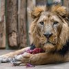 Lev indický Sohan přicestoval do Zoo Praha z Ostravy. Foto: Petr Hamerník, Zoo Praha.