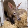 Samice hrabáče kapského Nyota odjela ze Zoo Praha do nového domova v Zoo Olomouc. Foto: Petr Hamerník, Zoo Praha.