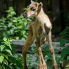 V Zoo Praha se narodila další dvě mláďata soba karelského. Sameček přišel na svět 13. května. Foto: Petr Hamerník, Zoo Praha