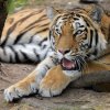 Tygřice ussurijská Arila se narodila v německé Zoo Duisburg 24. června 2016. Do Zoo Praha byla převezena koncem května a do expozičního výběhu se poprvé podívala tento čtvrtek. Foto: Petr Hamerník, Zoo Praha.