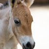 Další pražské mládě ohroženého koně Převalského se narodilo v noci na čtvrtek a je to hřebec. Foto: Petr Hamerník, Zoo Praha