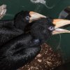 Zoo Praha odchovala zatím největší počet mláďat dvojzoborožce nosorožčího v Evropě – třináct – a koncem března se vylíhla dvě další. Pražská zoo tím zvýšila jak vlastní, tak evropský rekord. Foto: Petr Hamerník, Zoo Praha.