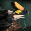 Foto: Petr Hamerník, Zoo Praha