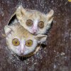 Foto: Petr Hamerník, Zoo Praha