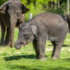 Mládě slona indického Rudi si užívá travnatý výběh v Údolí slonů. Foto: Petr Hamerník, Zoo Praha