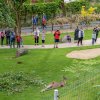 V sobotu 30. května Zoo Praha otevřela Darwinův kráter, novou expozici tasmánské a australské fauny. Zájem návštěvníků byl tak velký, že již hodinu po poledni musely být brány dalším příchozím uzavřeny.  Foto: Petr Hamerník, Zoo Praha