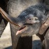 Sloní samička se v neděli poprvé podívala ven. Foto: Petr Hamerník, Zoo Praha.